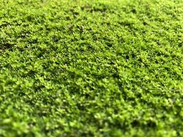 närbild mossa på de fuktig golv grön bakgrund naturlig begrepp. foto