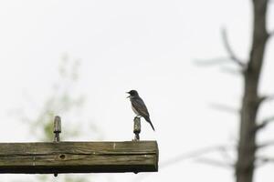 detta östra kingbird var uppflugen på topp av detta posta. de är en arter av tyrann flugsnappare. hans näbb öppna. hans grå fjädrar ser Söt mot de skit mage. detta sett mot en vit himmel. foto