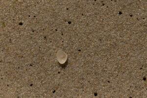 detta skön mussla skal var upside ner på de strand när jag verktyg de bild. de liten bit av sand lägga i Det. jag älskade de se av de sand och mycket liten småsten den där omgiven den och de textur. foto