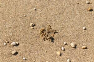 seg bryozo organism är sett i de Centrum av detta bild tvättades i land. dess liten tentakler stretching ut. sand av de strand är Allt runt om den med liten småsten. foto