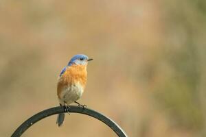 detta Söt blåsångare kom ut till de herdar krok till resten. de liten avian sat på de metall Pol för en bit. hans rostig orange mage med en vit lappa står ut från hans blå huvud och mörk ögon. foto