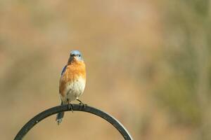 detta Söt blåsångare kom ut till de herdar krok till resten. de liten avian sat på de metall Pol för en bit. hans rostig orange mage med en vit lappa står ut från hans blå huvud och mörk ögon. foto