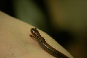 detta är ett östra rödryggad salamander och är varelse hölls i detta personens hand. detta mycket liten amfibie kan vara hittades under stenar och loggar. jag kärlek deras liten skinande svart kropp med de röd rand. foto