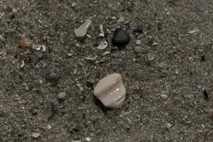 dessa liten bitar av snäckskal lägga Sammanträde på de strand spridd runt om. de större bit är brun och har Ränder. de liten brun korn av sand är Allt runt om skimrande i de Sol. foto