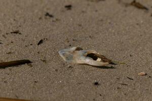 knäckt bit av ostron skal sett på de strand. detta vit snäckskal fortfarande utseende glansig från de Vinka den där tog med den i. Sammanträde bland de brun korn av sand med hav skräp Allt runt om. foto