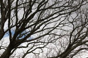 bar grenar av en träd nå ut. de lång lemmar är utan löv på grund av till de falla säsong. ser tycka om tentakler eller en skelett- strukturera. de blå himmel kan vara sett i de tillbaka med vit moln. foto