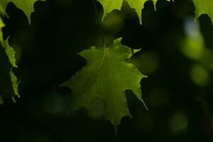 detta är en blad av en socker lönn, som var hängande i de skog. de solljus reflekterande av nästan gör dem se tycka om de är lysande. de veck i de blad är faktiskt ådror. foto