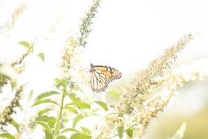 detta skön överexponerad bild av en monark fjäril har en drömmande se. de Söt orange, svart, och vit vingar fastnar upp. henne lång ben klängande till de blomma som hon samlar de nektar. foto