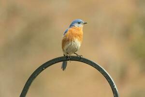 detta Söt blåsångare kom ut till de herdar krok till resten. de liten avian sat på de metall Pol för en bit. hans rostig orange mage med en vit lappa står ut från hans blå huvud och mörk ögon. foto