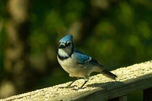 detta skön blå jay var uppflugen på de trä- räcke av de däck när jag tog detta bild. de liten fågel kom i för några fågelfrö. jag kärlek de blå, vit och grå av hans fjädrar. foto