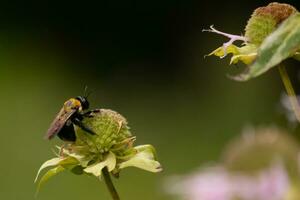 humla klängande till de vild bergamott i de fält. detta Söt pollinator är arbetssätt genom de rör av detta växt. de svart och gul av detta insekt utseende Söt som henne vingar glans i de Sol. foto