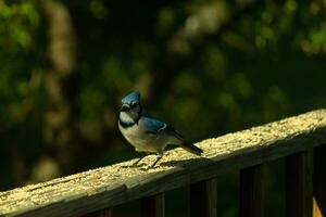 detta skön blå jay var uppflugen på de trä- räcke av de däck när jag tog detta bild. de liten fågel kom i för några fågelfrö. jag kärlek de blå, vit och grå av hans fjädrar. foto