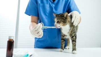 veterinär kirurg. katt på undersökning tabell av veterinär klinik. veterinär vård. veterinär läkare och katt foto
