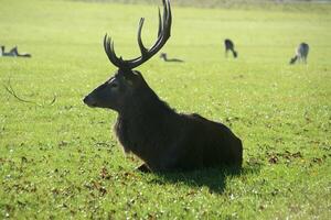 en se av en röd rådjur i de cheshire landsbygden på en solig dag foto