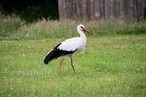 en se av en vit stork foto