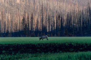 älg som betar i colorado -bränningsområdet foto