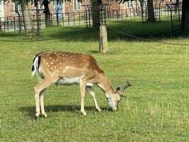 en se av en träda rådjur i de cheshire landsbygden foto