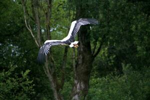 en se av en vit stork foto