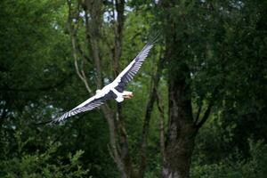 en se av en vit stork foto