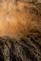 närbild katt päls utseende tycka om en vulkan utbrott foto