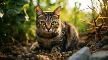 djur- i vild natur FÖRVILDAD katt stänga upp porträtt foto