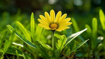 färsk gul daisy blomma i äng omgiven förbi grön foto