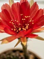 röd färg känsligt kronblad med fluffig hårig av echinopsis kaktusblomma foto