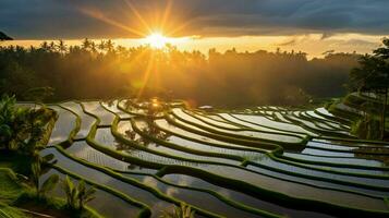 organisk ris UPPTAGITS på solnedgång balis skönhet foto