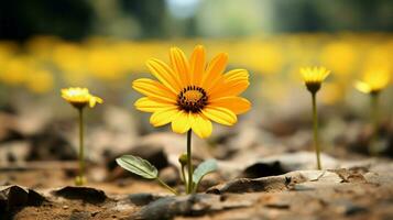 vibrerande gul daisy en enda blomma i fokus på förgrund foto