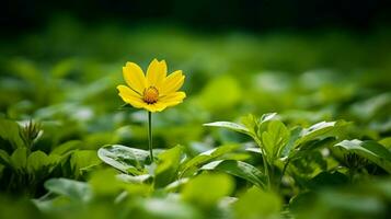 vibrerande gul kronblad smycka enda blomma i frodig grön foto