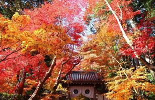 vackra höstlöv på komyoji kyoto japan foto