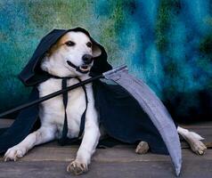 hund klädd i svart cape med huva och lie foto