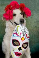 hund med blomma krona och calaca för de dag av de död- foto