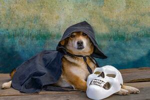 hund klädd i en svart huvor cape och vit skelett mask. foto