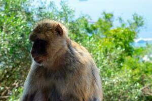 barbary makaker apa på övre sten i gibraltar naturlig reserv.barbary makaker apa på övre sten i gibraltar naturlig boka. foto