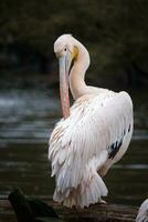 vit pelikan, pelecanus onokrotalus foto