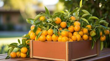 nyligen plockade kumquat frukt från trädgård placerad i de lådor. generativ ai foto