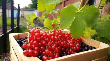 nyligen plockade vinbär frukt från trädgård placerad i de lådor. generativ ai foto