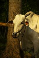 ko. ongole korsad nötkreatur eller javanese ko eller vit ko eller sapi peranakan ongole eller bos taurus är de största nötkreatur i indonesien i traditionell odla, Indonesien. traditionell boskap föder upp foto