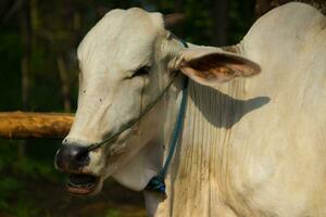 ko. ongole korsad nötkreatur eller javanese ko eller vit ko eller sapi peranakan ongole eller bos taurus är de största nötkreatur i indonesien i traditionell odla, Indonesien. traditionell boskap föder upp foto