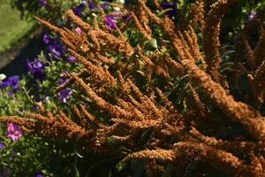 skön gul amarant blommor i en färgrik sommar trädgård. amaranthus. saftig gul blommor. foto