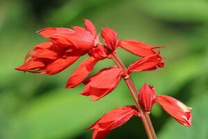 scharlakansrött salvia blomma foto