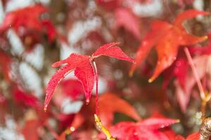 röd och orange löv av de liquidambar under de höst regn foto