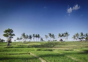 risfält landsbygdens jordbrukslandskap vy nära tabanan i södra bali Indonesien foto