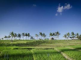 risfält landsbygdens jordbrukslandskap vy nära tabanan i södra bali Indonesien foto