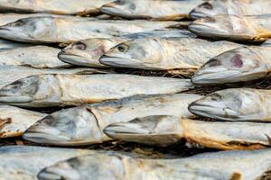 rader av torkning makrill eller saba fisk på väg förbi hav i indisk by. fattig områden av goa foto