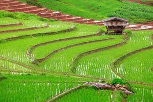 grön terrasserad ris fält i pa pong pieng foto