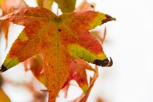 röd och orange löv av de liquidambar under de höst regn foto