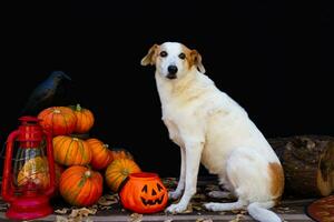 porträtt av en hund Nästa till en halloween pumpa foto