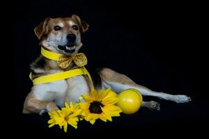 hund klädd i rosett och gul bröstskiva och solrosor foto